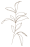 BL Botanical Icon Oat